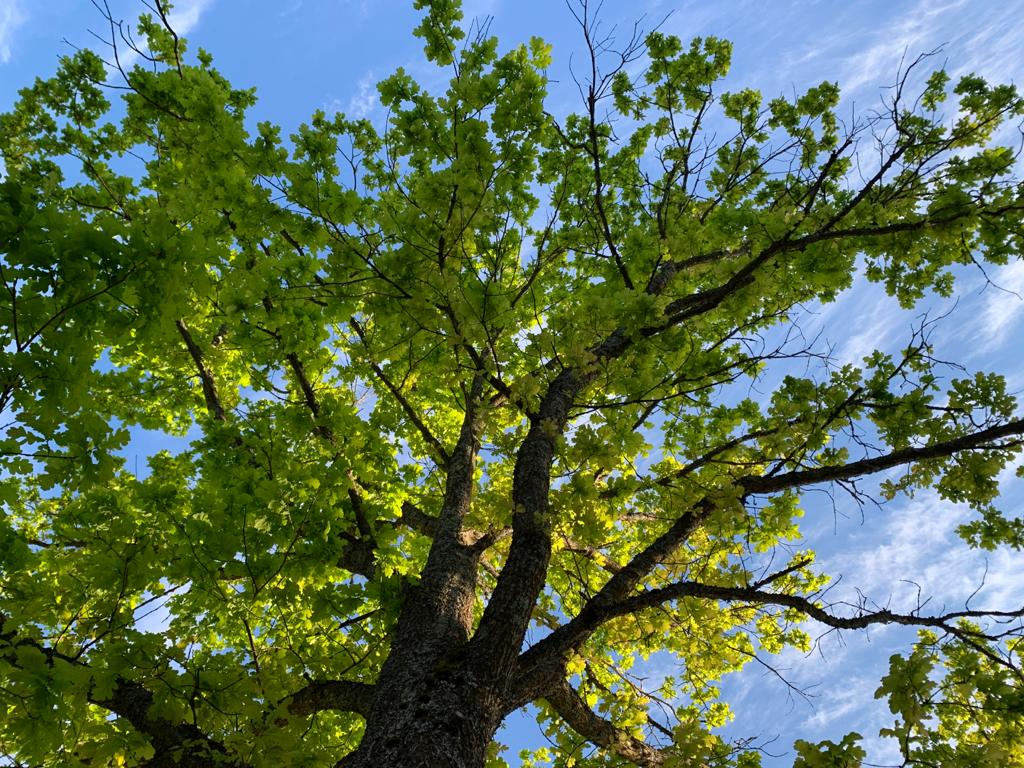 Jollei ihminen pääse metsään, metsä tuodaan luoksesi - tutustu MOI FOREST & Luonkosin metsäihonhoitotuotteisiin!